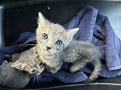Os dois gatinhos foram resgatados em segurança.