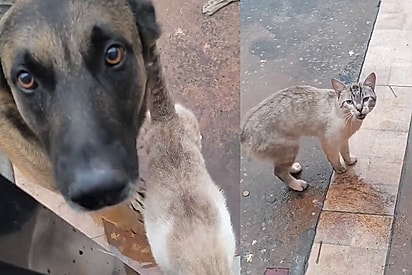 Após escolher escola como lar, vira-lata caramelo ganha uniforme e vira mascote oficial de alunos