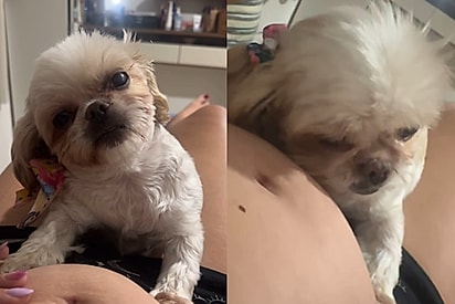 Shih-tzu ‘pressente’ gravidez e abraça a barriga da tutora: “Ela sempre soube que a irmã estava ali”