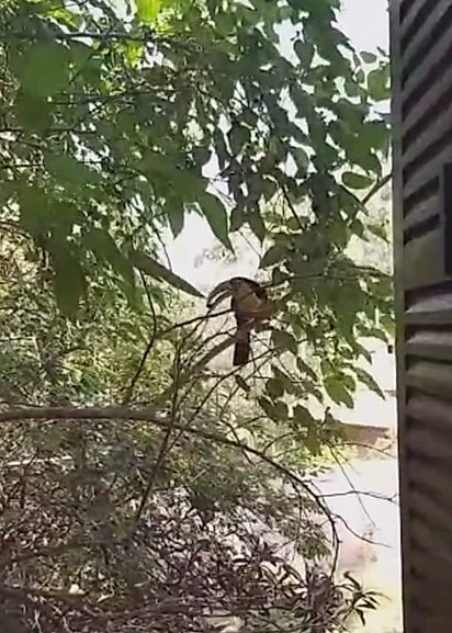 O tucano estava escolhendo uma amora.