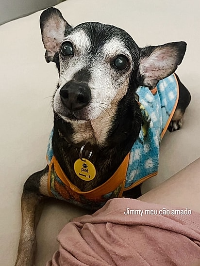 Jimmy é um cachorrinho idoso que está desaparecido há 14 meses.
