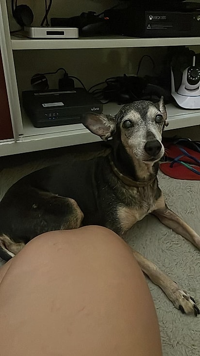 Jimmy é um cachorrinho idoso cheio de vida.