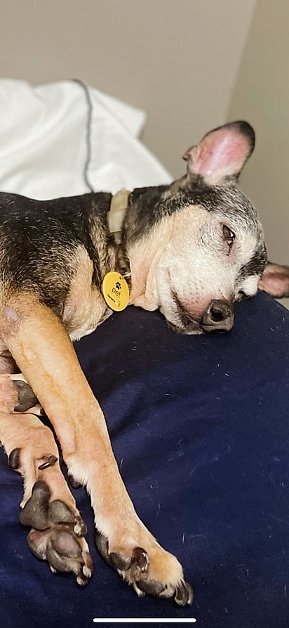 Joice não desistiu de encontrar o seu amada cachorro.