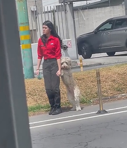 O cãozinho pediu a mão para atravessar a rua.