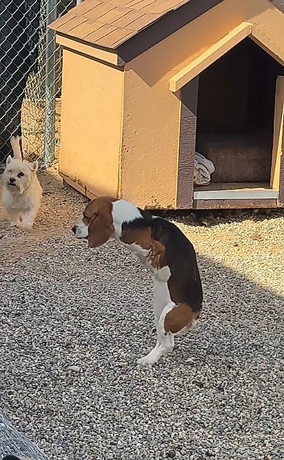 T-Rex, um cão beagle com apenas duas patas.