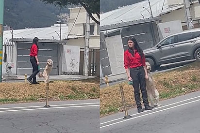 Mulher “dá a mão” ao cão sem patas dianteiras para atravessar a rua e cena emociona