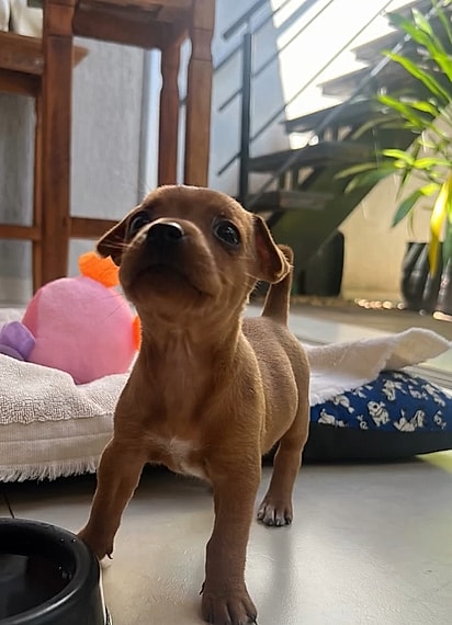 Paula Gusmão presenteou a mãe com um pinscher 0… ou pelo menos era isso que ela imaginava.