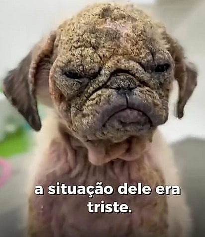 Cajuzinho foi resgatado com grave sarna, mas vive hoje uma transformação que emociona.