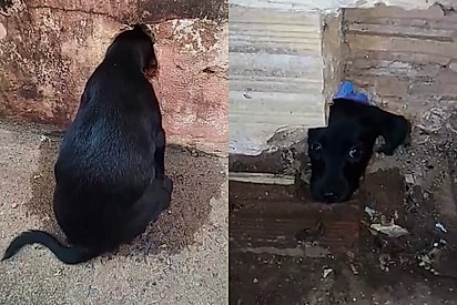 Susto e alívio: cachorrinha é salva após ficar entalada em muro residencial