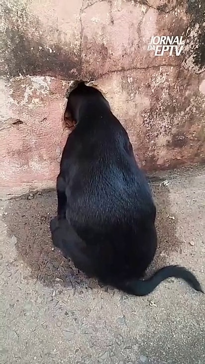 Pandora ficou sentada esperando resgate.