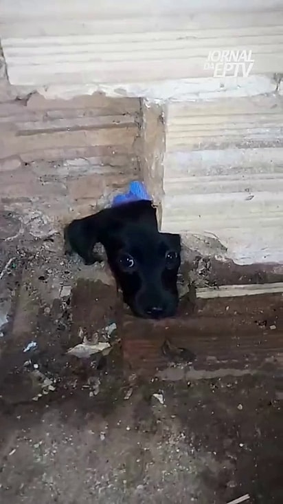 A filhotinha não conseguia recuar sozinha.