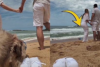 Casal prepara vídeo com pets para revelar chegada de bebê na família, sem imaginar o caos que os shih-tzus causariam.