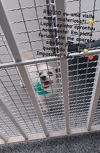 Lepe, o shih-tzu, apareceu na porta do pet shop.