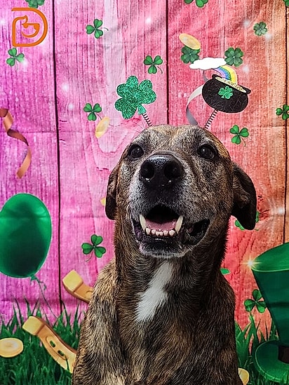 Sampson feliz na creche canina.