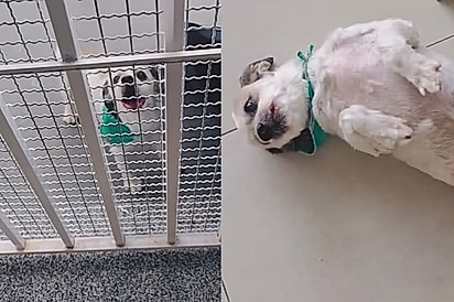 Shih-tzu foge de casa em pleno feriado só para ir ao pet shop em Minas Gerais