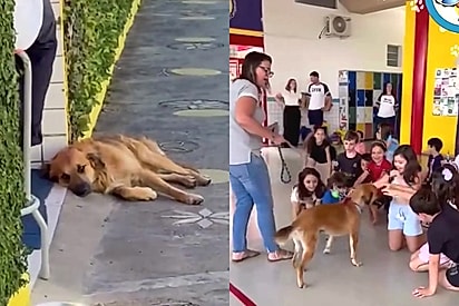 Após escolher escola como lar, vira-lata caramelo ganha uniforme e vira mascote oficial de alunos