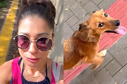 Do abandono ao amor: caramelo escolhe sua humana e história vira comoção.