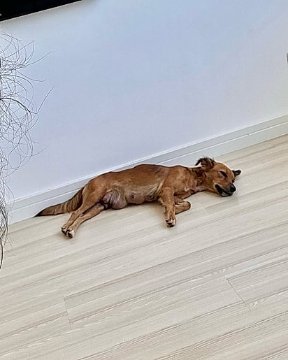 A vira-latinha descansando após seguir Anália Kátia Bartman.