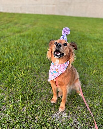 A cachorrinha foi batizada de Morena e hoje vive feliz em seu lar.