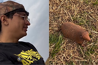 Trabalhador rural tenta afugentar tatu para evitar acidente, atitude inesperada do bichinho surpreende rapaz.