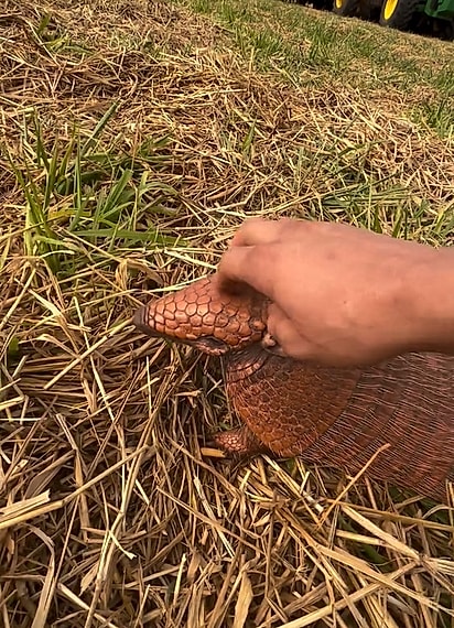 O rapaz fez um cafuné no tatu.