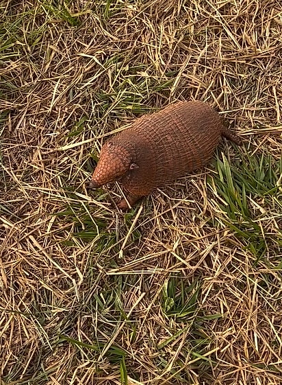 Tatus conseguem cavar tocas tão rápido que desaparecem no solo em questão de segundos!