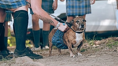 Brinjal, um cão idoso de 12 anos.