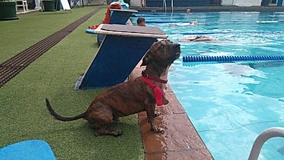 Brinjal filhote, com sua primeira medalha de ouro.