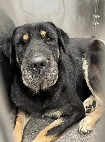 Se a cachorrinha Candy não fosse adotada a tempo, seria colocada na lista de eutanásia.