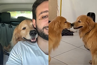Tutor viaja mais de 450 km para que sua golden retriever tivesse a chance de rever sua mãe biológica e seus irmãos de ninhada.
