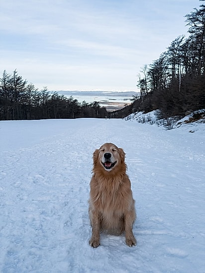 Hoi An é uma cachorrinha leal e cheia de companheirismo.