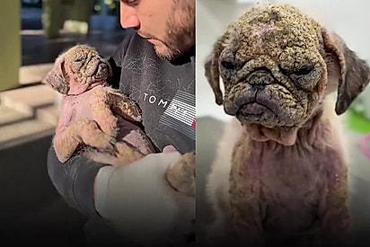Pug resgatado com sarna grave tem transformação incrível em 30 dias: “Amor + boa veterinária não falha”.