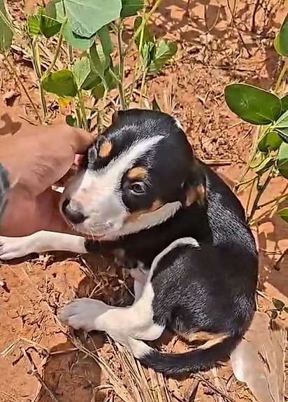 . O Major resgatou o filhotinho em plena plantação de soja.