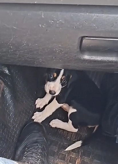 O Major levou o cachorrinho para o quartel na esperança de encontrar um lar para ele.