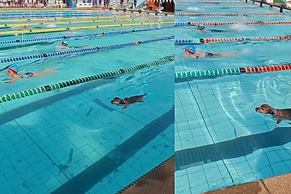 Cão idoso começa atrás em competição de natação, mas liga modo turbo e público vai a loucura no final da prova