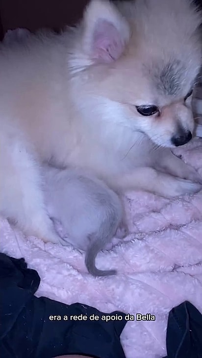 Leon ajudou a cuidar dos filhotes.