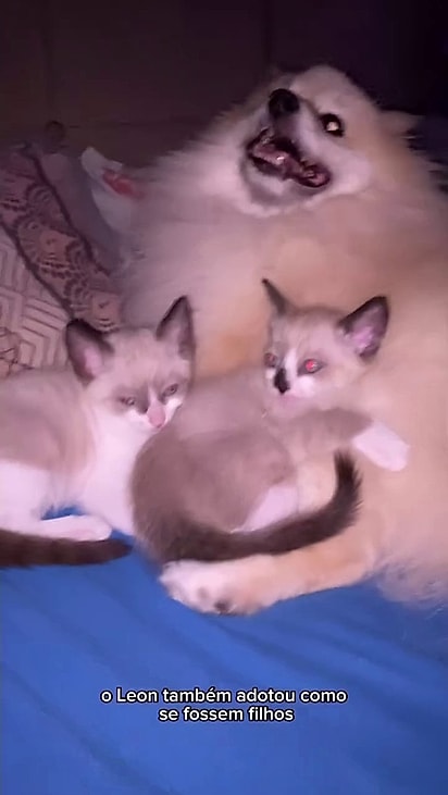 Os felinos costumavam gostar do spitz.