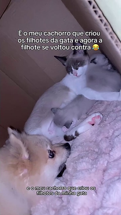 A gatinha Bela apreciava a rede de apoio.