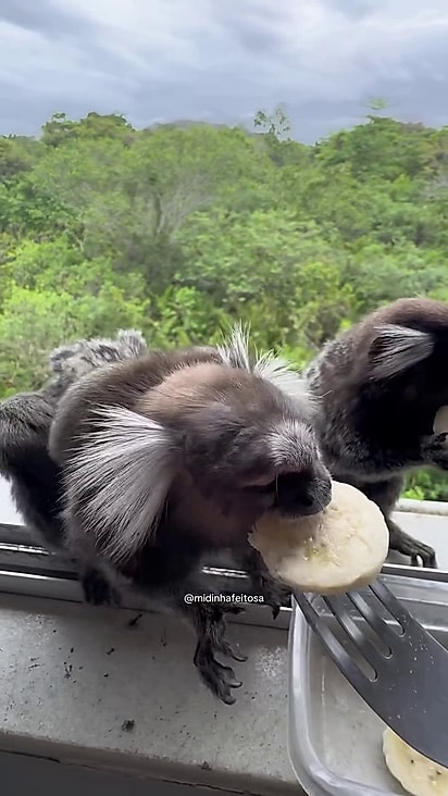 A internauta picou bananas e ofereceu aos visitantes.