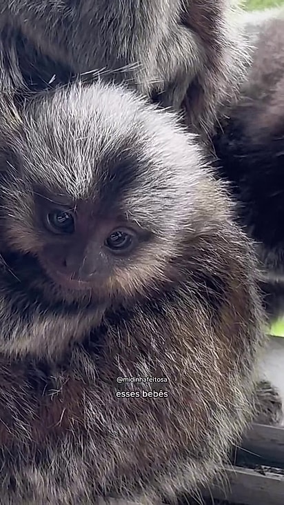 Frida levou até o filhote para o café da manhã.