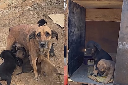 Cachorrinha que “perdeu o brilho” volta a encontrá-lo após conhecer o amor