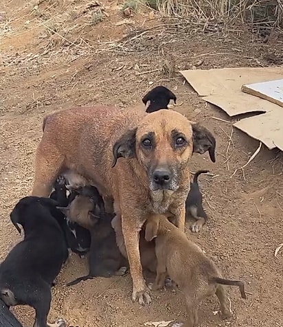 A caramelo, idosa e exausta, cuidava da ninhada.