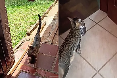 “Ela trouxe os bebezinhos pra gente conhecer”: gata leva seus três filhotes para família vizinha ver