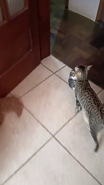 A família acompanhou o parto mas Mimi havia retornado para a casa dos tutores.