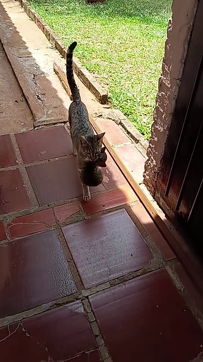 Mimi carregou um por um.