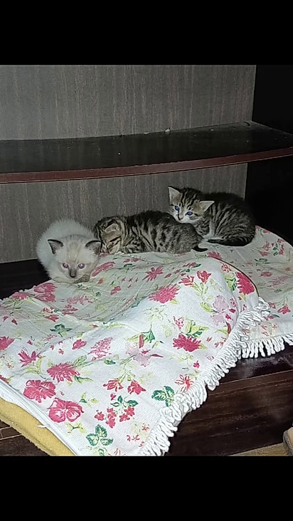 A gatinha levou os três filhotes até a casa vizinha.