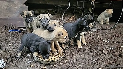 Sugar estava cuidando de 8 filhotes.