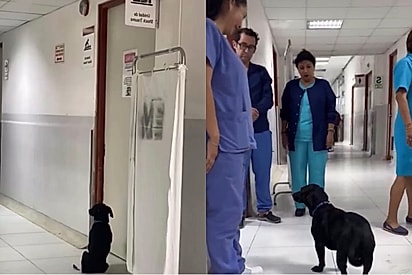 Cachorro acompanha tutora até o hospital, espera por dois dias, recebe a pior notícia - e então ganha um nova chance.