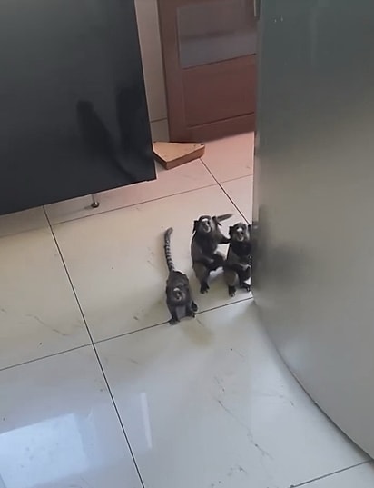 Os três saguis foram até a cozinha de Laura para pedir banana.