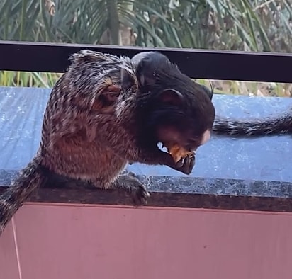 Os saguis têm uma dieta variada.